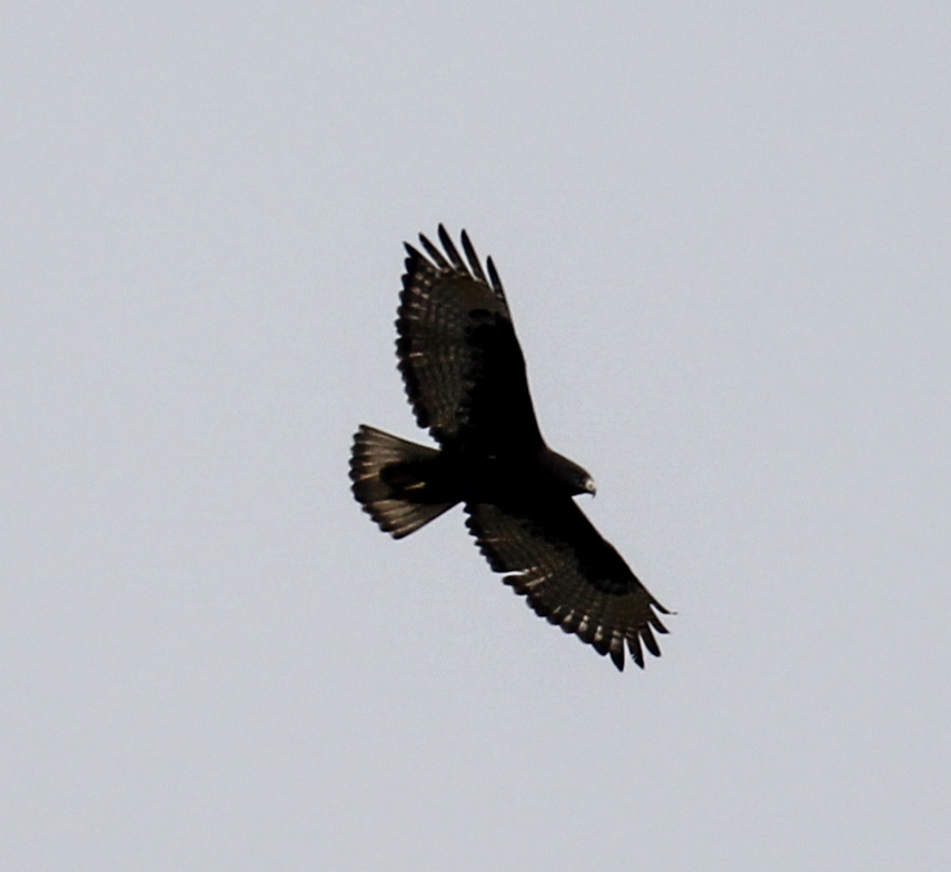 Rare Bird Alert: Great Black Hawk