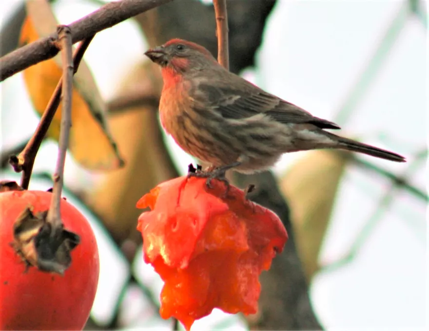 Bird Walk